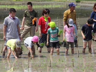 親子で水の張った田んぼに入っており、子ども達が左手に苗の塊を持ち、右手に苗持って、田植えをしており、保護者の方々が子ども達の様子を見守っている写真
