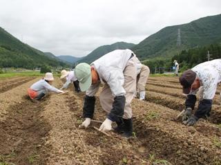 広々とした畑に畝が作られ、地元農家の皆さんが腰をかがめて苗植えの作業をしている様子の写真