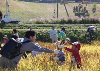 黄金色の稲穂が実った田んぼの中で、赤い帽子を被った男の子と父親が一つかみの稲を手渡ししている稲刈りの様子の写真