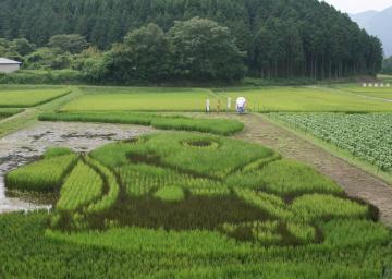 田んぼの中にまゆまろのイラストの姿がくっきりと浮かび上がっている田んぼアートの写真