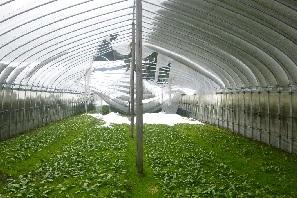 ビニールハウス内で野菜が育てられており、奥の方のハウスの天井部分が破れ雪が野菜の上に流れ込んでいる写真