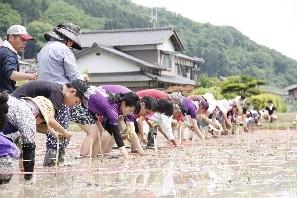 水の張った田んぼの中で、参加者が横一列に並んで、腰をかがめて苗を植えている田植えの様子の写真