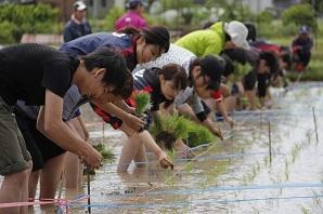ズボンを膝の上まで捲し上げて、水の張った田んぼに入った参加者が、横一列に並んで、腰をかがめて田植えをしている写真