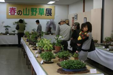 展示会場の壁に「春の山野草展」と書かれた看板、机の上に沢山の山野草が展示されており、展示された山野草を見つめる来場者の方々の写真