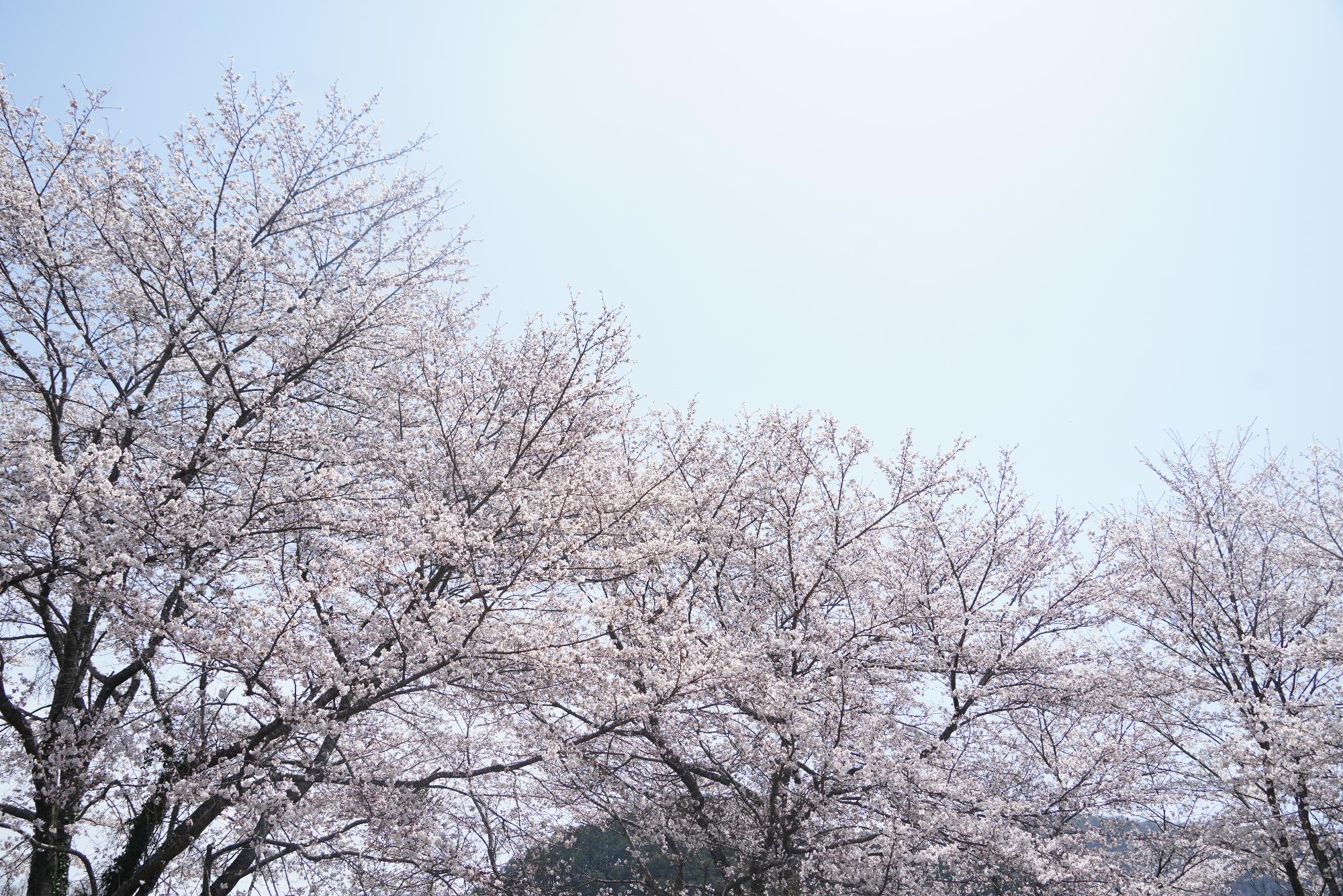 京丹波町の桜並木の風景画像