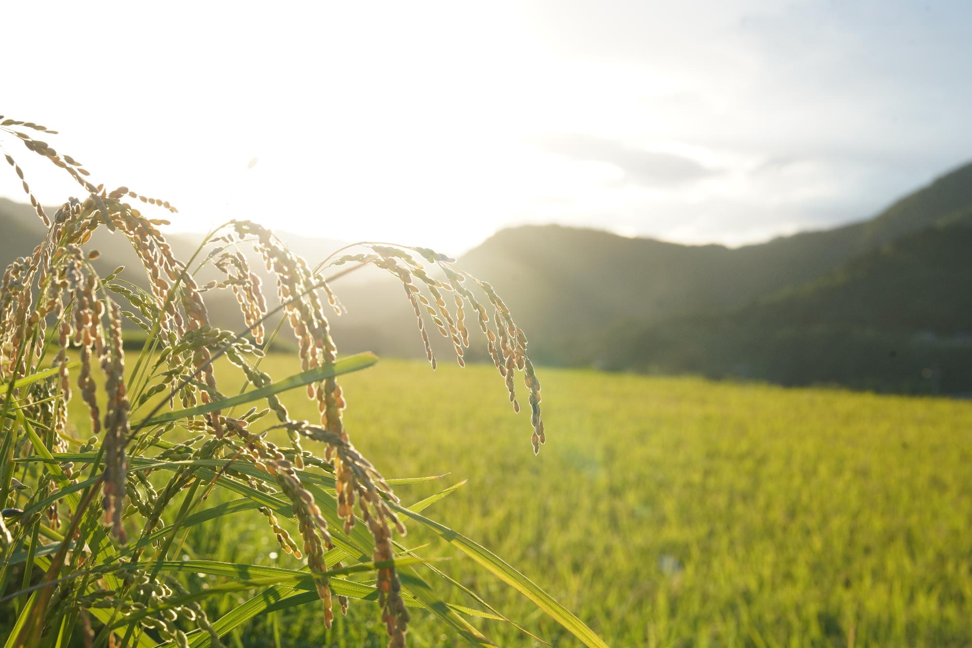 京丹波町の稲穂の風景画像