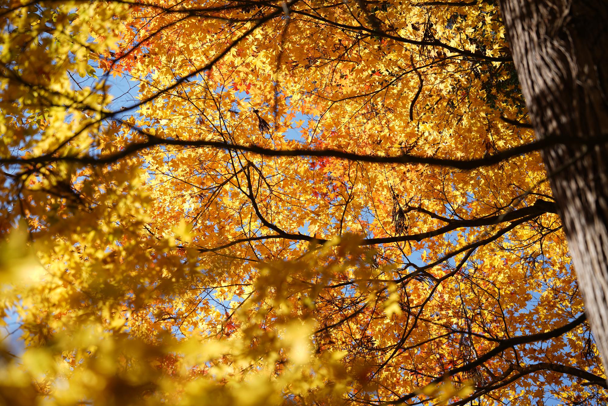 玉雲寺と久手神社の紅葉の画像