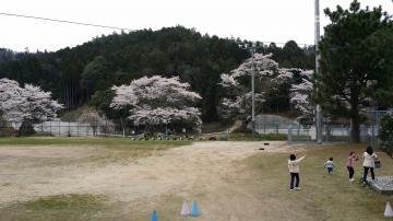 子供たちが遊んでいる校庭に、満開の桜の木がある写真