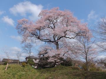 青空の中に浮かぶ白い雲と小高い丘のような場所に植えられた満開の曽根の大桜の写真