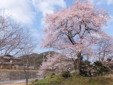府道桧山須知線沿いに植えられた満開の桜の木 曽根の大桜の写真
