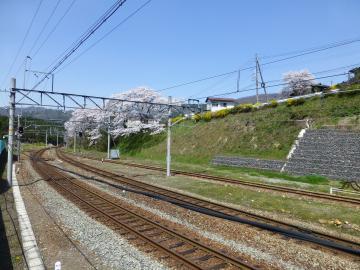 鉄道の横の斜面に、花を咲かせた桜の木が並んでいる写真