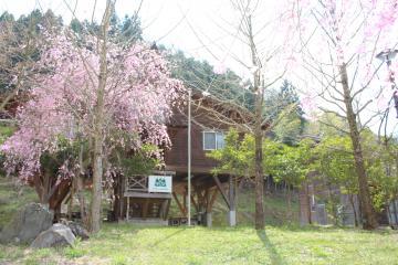 ログハウスのような建物の前に、ピンクの花の桜の木がある写真