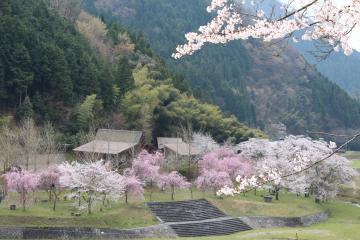 濃いピンクと白い花が咲く桜の木々の写真