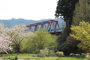 桜の咲く時期に撮影されたわち山野草の森の上を通る電車と鉄道橋の写真