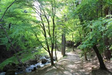 水の流れる小川があり、木々が生え、優しい太陽の光が差し込んでいる公園の写真