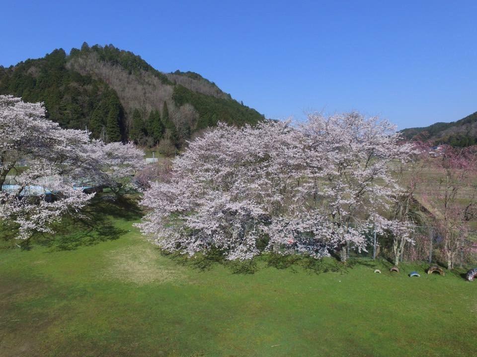 桜