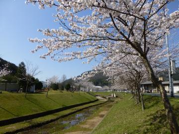 左側の水辺沿いに、花を咲かせた桜の木が並んでいる写真