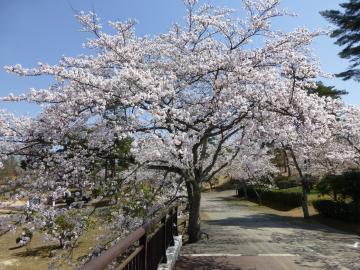 道路の左側に、左右に大きく枝を伸ばした満開の桜の木がある写真