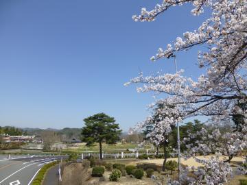 左側に道路、右側に広場が写り、その手前に満開の桜の枝が写っている写真