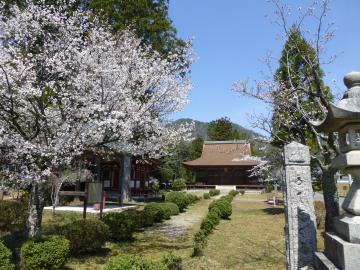 お寺の敷地内の石碑の近くに植えられた満開の桜の木の写真