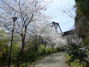 花を咲かせた桜並木の奥に鉄道橋が写っている写真