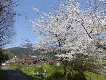雲一つない青空の下、花を咲かせた桜の木の写真