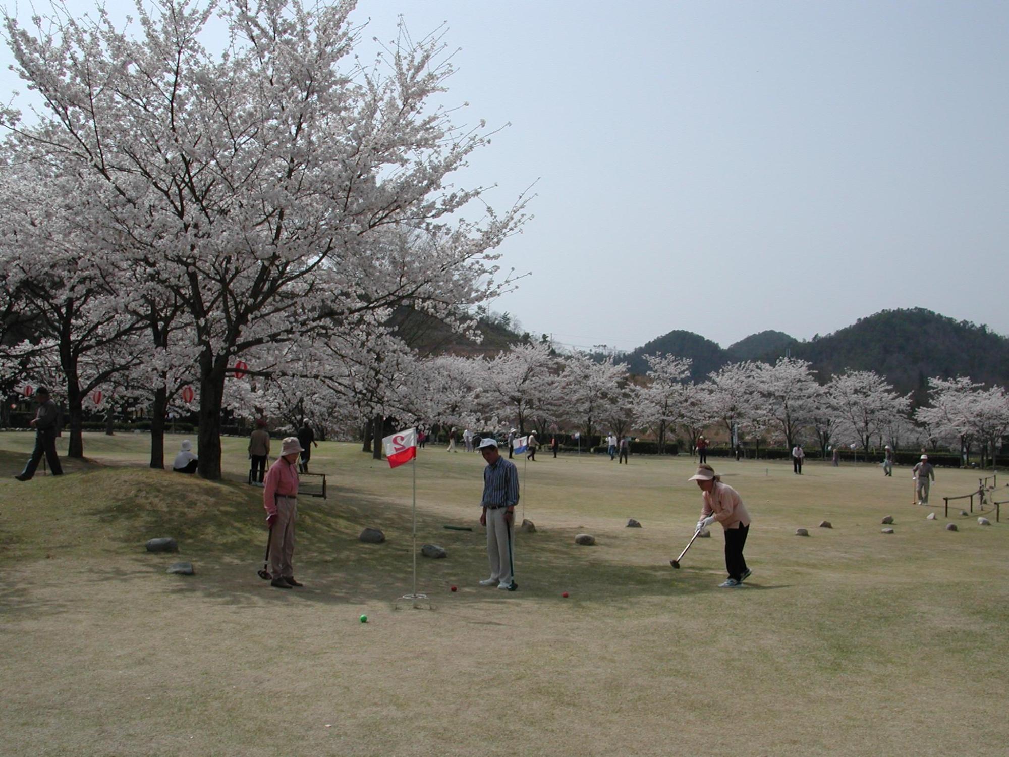 桜の花が満開の木の傍でグラウンドゴルフをプレーする2人の男性と1人の女性の写真