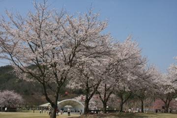 公園の端に満開の桜の木が並んでいる写真