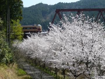 桜並木の奥に写る、鉄道橋を走る電車の写真