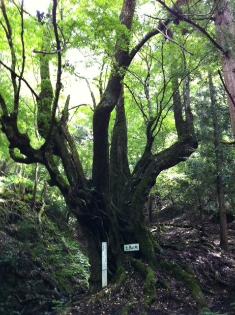 森の中で複数の種類の木が宿生しているなないろの木と、その手前に「なないろの木」と書かれて立てかけられた看板がある写真