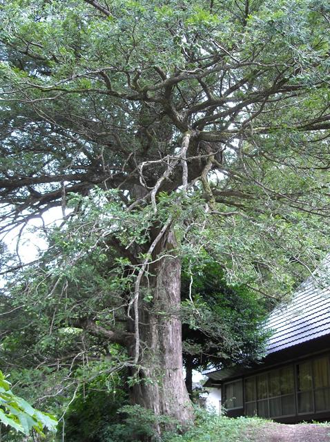吉田龍雄家の隣に聳える大きなカヤの木の写真