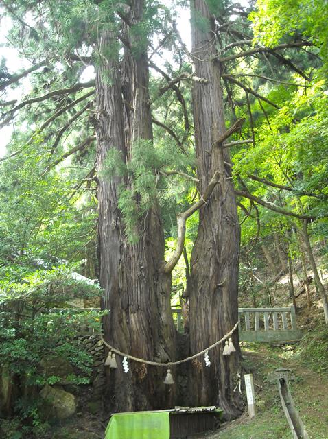 導観稲荷神社にある3株に分かれたご神木の大杉とその周りに注連縄が結ばれている写真