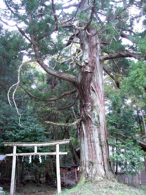 岩山神社の神門の隣に立っている注連縄が巻かれた杉の写真