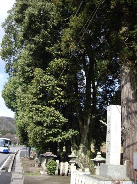 九手神社の入り口付近、歩道のすぐそばに生えているアラカシの木の写真