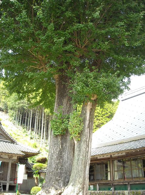 浄光寺の建物に囲まれた場所に2本大きなイチョウの木が並んでいる夫婦いちょうの写真