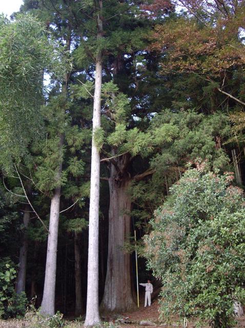 質美八幡宮の参道の並木の中にあるひときわ大きな杉の木と、その下に棒を持った男性が立っている様子の写真