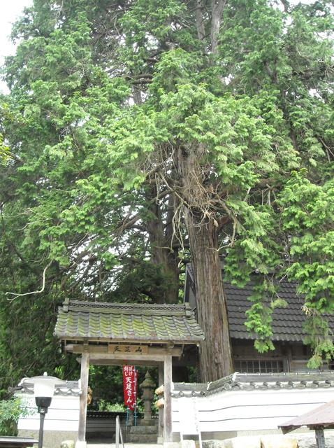 祥雲寺の入り口前に聳える霊木の檜と呼ばれるヒノキの写真