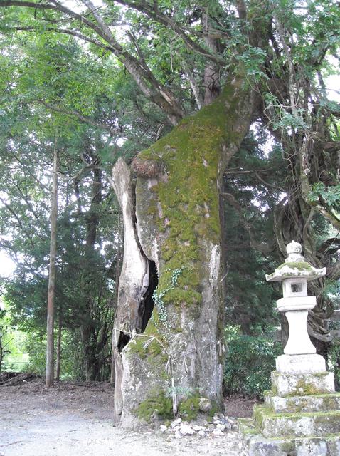坂原阿上三所神社にある空洞の空いたケヤキの木の写真