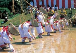 八坂神社 御田祭で早乙女姿の女性たちが稲苗を植えている様子の写真