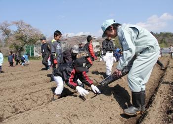 きれいに耕され、高く畝の作られた広々とした畑で、作業着姿の高校性が籠を持ち、帽子を被り軍手をした男の子が畝の中央にジャガイモの植え付けをしている様子の写真
