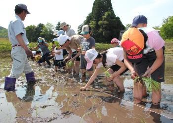 水の張った田んぼの中に参加者の親子が入って横一列に並んでおり、帽子を被り、長靴を履いた公園職員の方が参加者の前に立って田植えの様子を見ており、参加者は一株ずつ苗をとって、手植えをしている写真