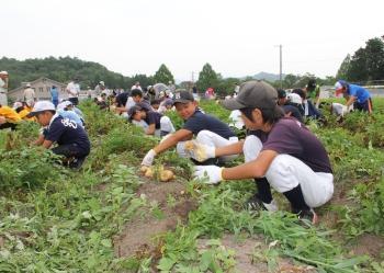 帽子を被り、野球の練習着を着たスポーツ少年団の団員らが広々とした畑の畝の前にかがんでおり、隣にいる友達と話しながら土の中からジャガイモを掘り出している写真