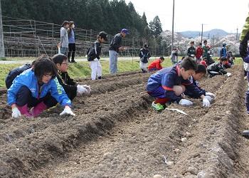 きれいに耕され、畝が作られた畑で、スポーツ少年団の児童たちが畝の前にかがんで、ジャガイモの植え付けをしている写真