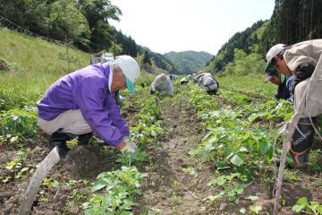 畑にジャガイモの芽がたくさん出ており、参加者が腰を下ろし、たくさん出ている芽から不要な芽を摘み取る作業をしている写真