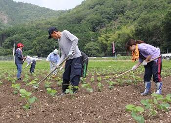 土を高く盛って畝が作られ、畝の中央に黒豆の苗が植えられており、参加者がを鍬を使って株の周りを耕して、株元に土を寄せる作業をしている写真