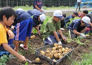 スポーツ少年団の男子児童たちが、土の中からジャガイモを掘り出しており、籠の中にたくさん土のついたジャガイモが入っている写真