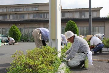 病院駐車時場の緑化箇所に膝をつき腰を下ろして、低木をかき分けて生えている雑草を取り除いている作業をしている写真