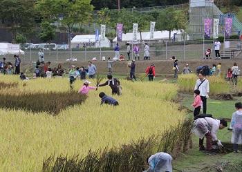 黄金色の稲穂と濃紫色の稲穂が育っており、親子連れの参加者が協力して稲刈りをしている写真