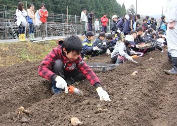 畑の中で男の子が軍手をした手でスコップを持っており、土を掘ってジャガイモの苗付けをしようとしている写真