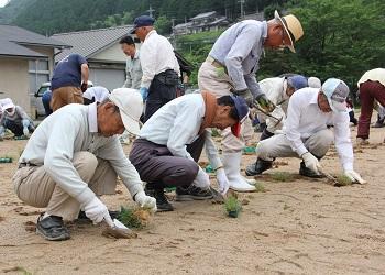 参加者がスコップを使って、グラウンドを掘り、芝の苗を植えている写真